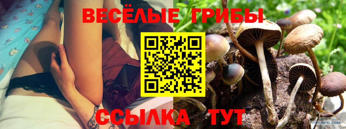 Галлюциногенные грибы Psilocybine cubensis Туймазы